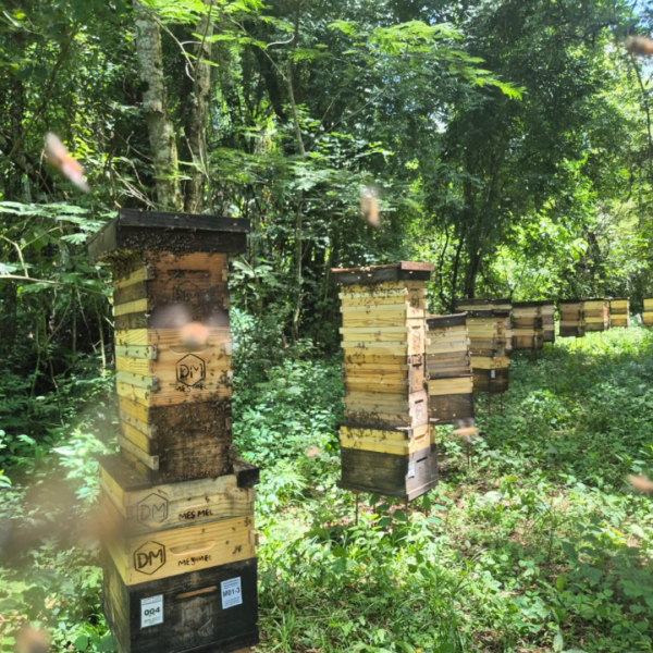 Technical Visit - Green Propolis Apiaries - Image 2